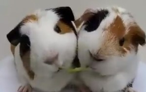 มาดูหนูน้อยแฮมสเตอร์สองตัว กำลังกิน น่ารักจังเลย