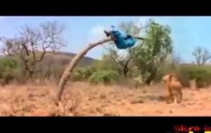 Hahaha so very funny videos